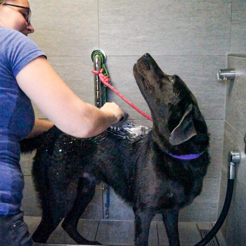 Camping mit Hund - Bade deinen Hund in der Hundedusche in der Lüneburger Heide direkt am See.